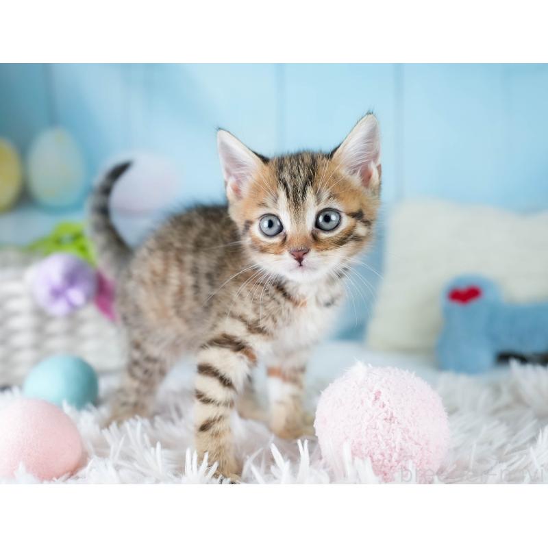 販売中の茨城県のマンチカン-131953の5枚目