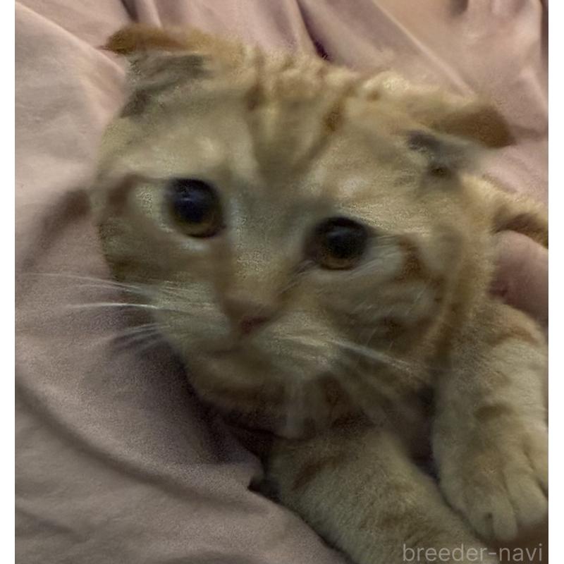 販売中の神奈川県のスコティッシュフォールド-110396の1枚目