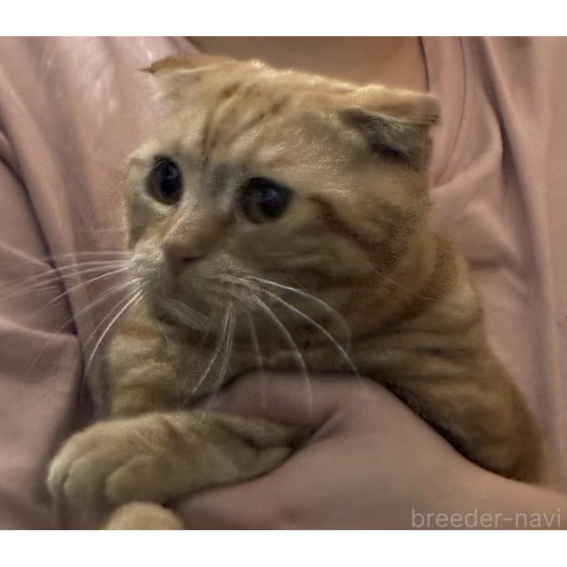 販売中の神奈川県のスコティッシュフォールド-110396の3枚目