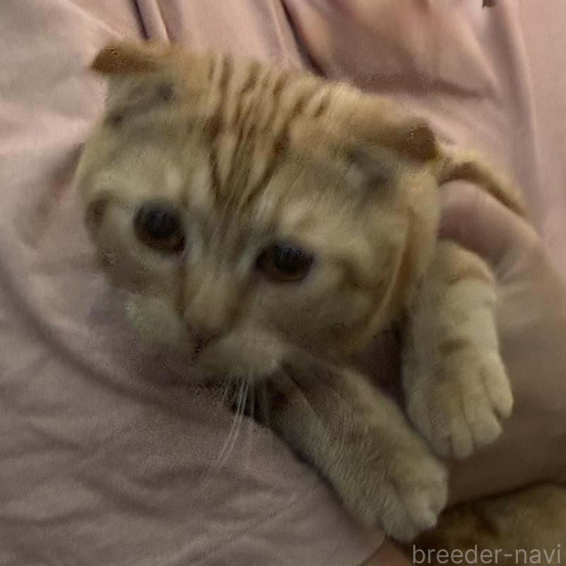 販売中の神奈川県のスコティッシュフォールド-110396の2枚目