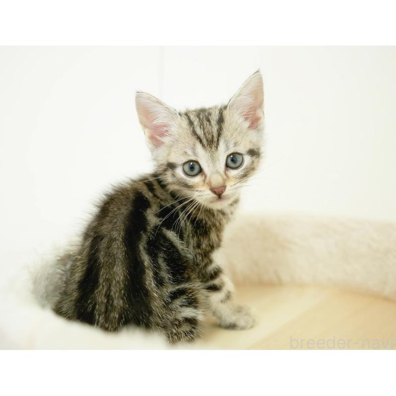 販売中の茨城県のマンチカン-131952の6枚目