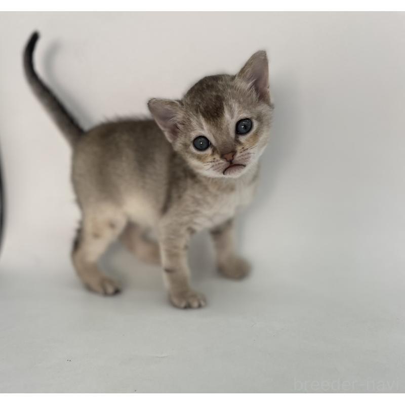 販売中の千葉県のシンガプーラ-131915の8枚目