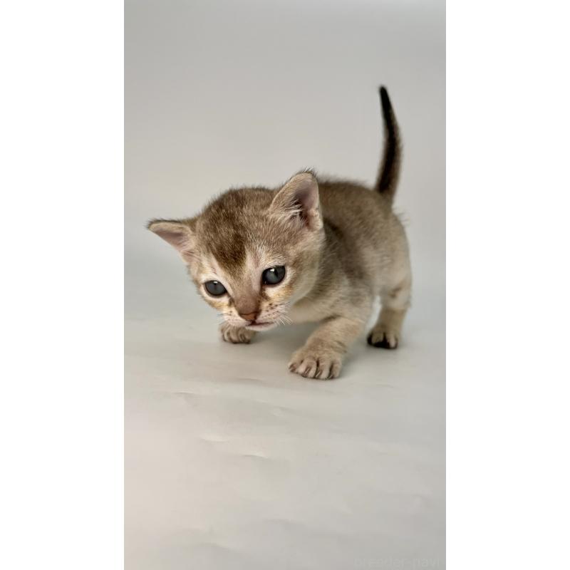 販売中の千葉県のシンガプーラ-131915の7枚目