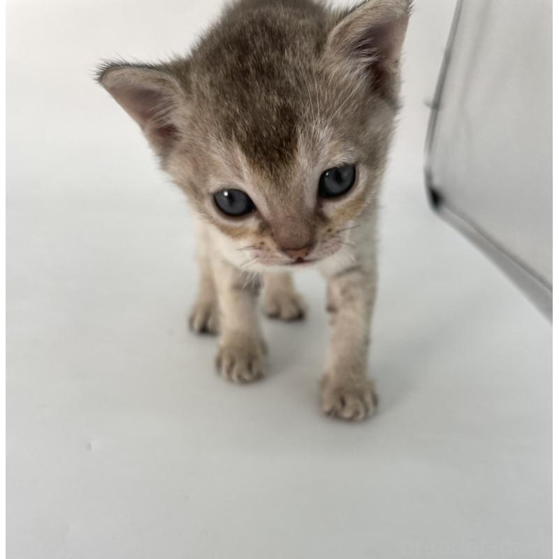 販売中の千葉県のシンガプーラ-131915の6枚目