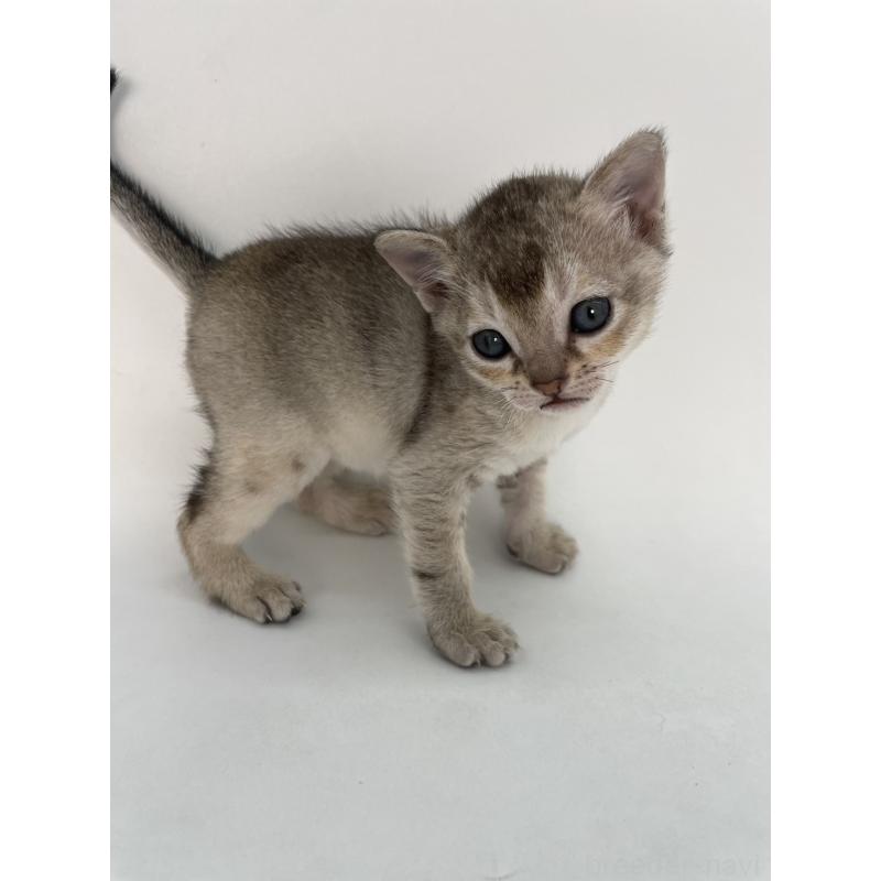 販売中の千葉県のシンガプーラ-131915の5枚目