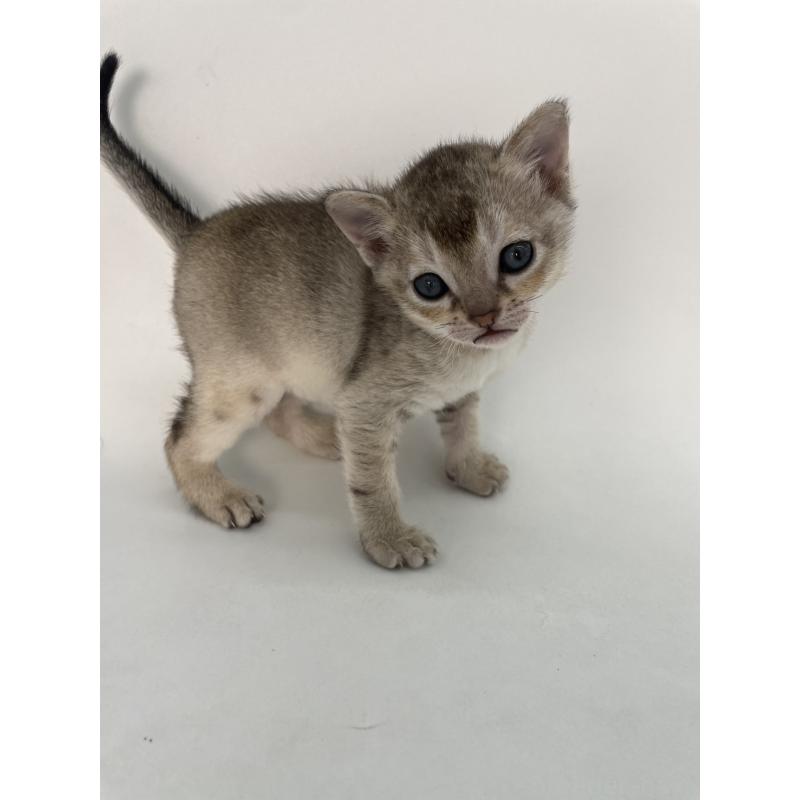 販売中の千葉県のシンガプーラ-131915の4枚目