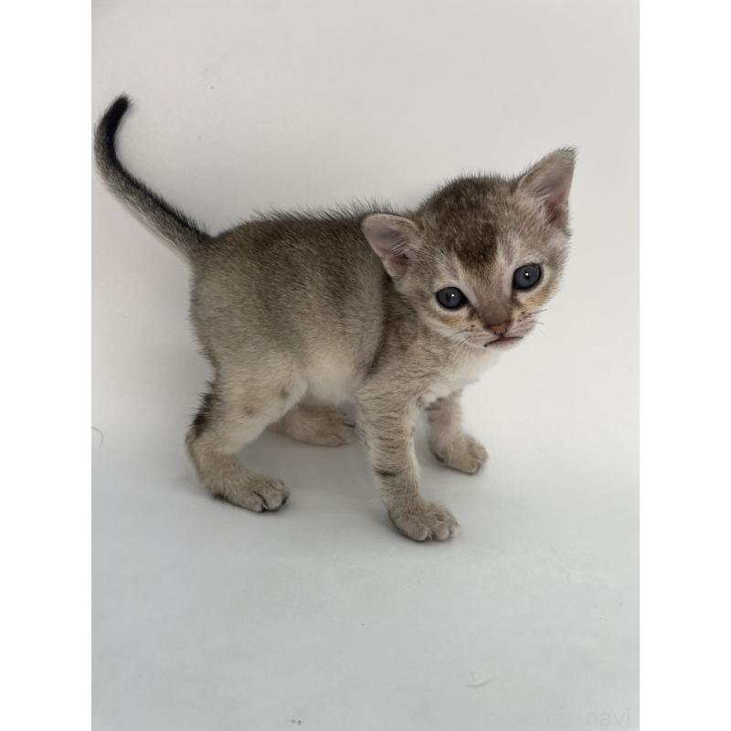 販売中の千葉県のシンガプーラ-131915の3枚目