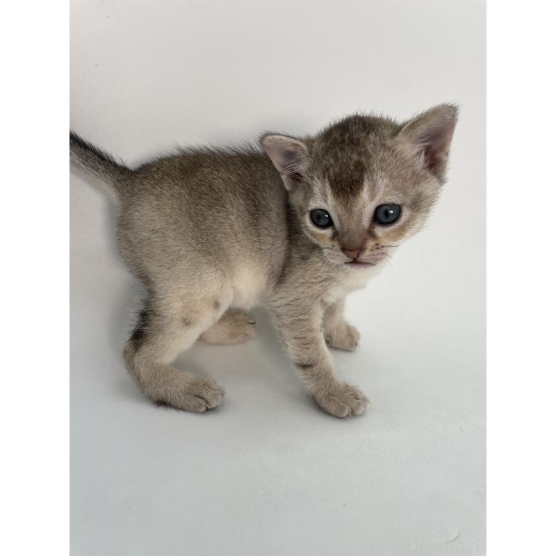 販売中の千葉県のシンガプーラ-131915の2枚目