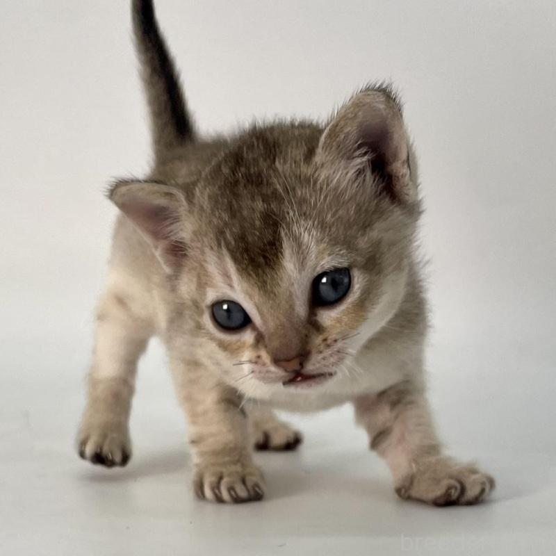 販売中の千葉県のシンガプーラ-131915の1枚目