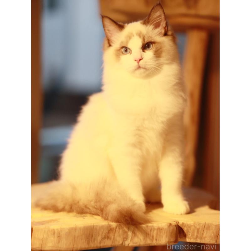 販売中の栃木県のラグドール-131918の8枚目