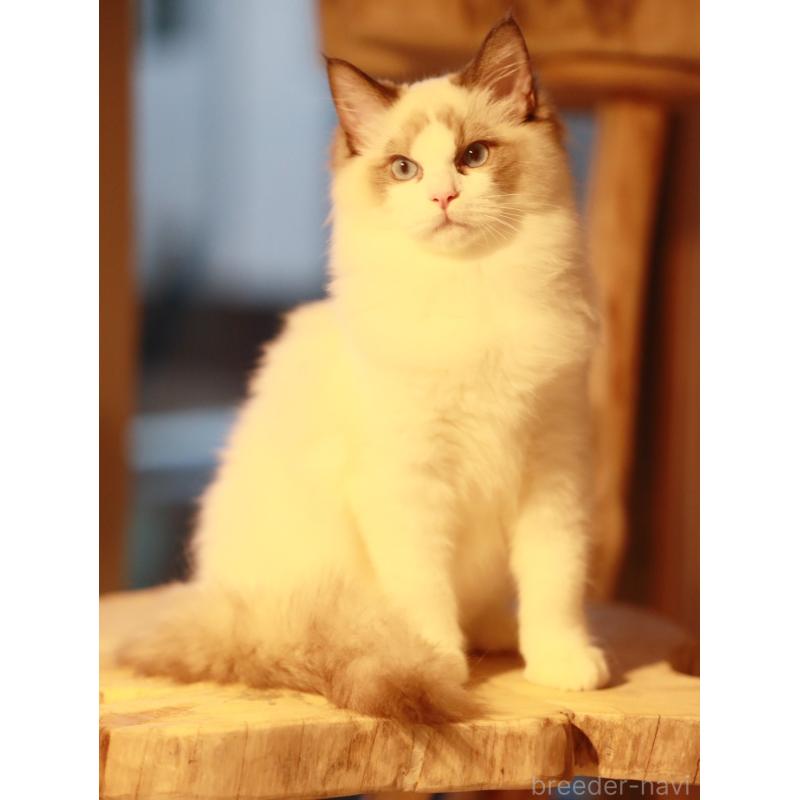 販売中の栃木県のラグドール-131918の7枚目