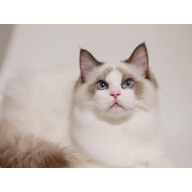 販売中の栃木県のラグドール-131918の5枚目