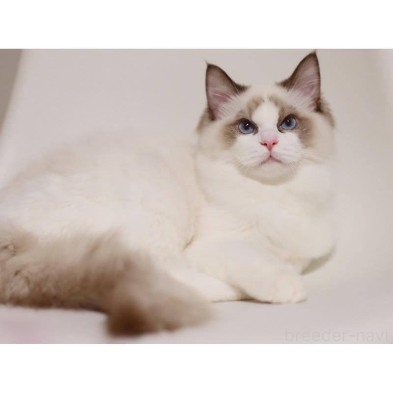 販売中の栃木県のラグドール-131918の4枚目