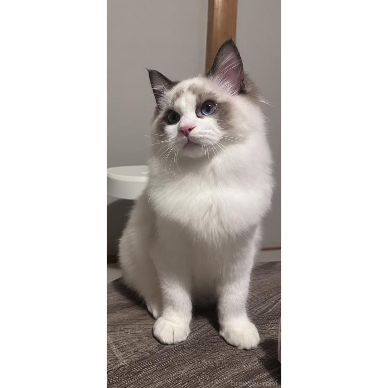 販売中の栃木県のラグドール-131918の2枚目