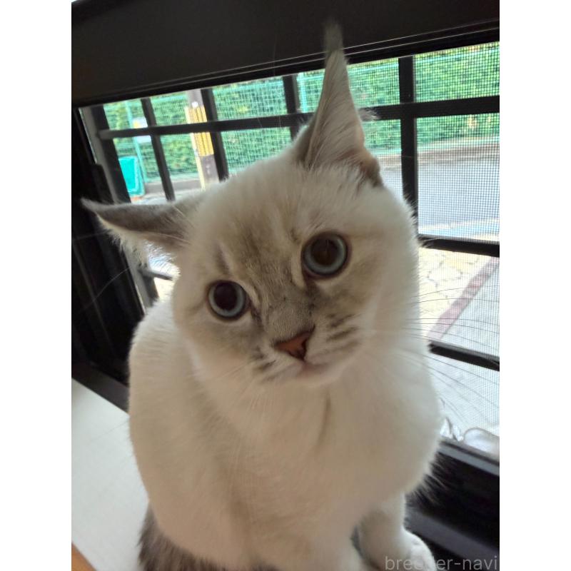 販売中の大阪府のマンチカン-131917の4枚目