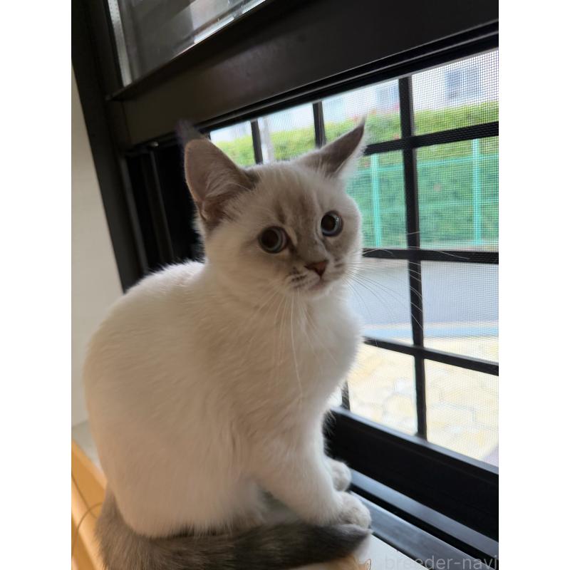 販売中の大阪府のマンチカン-131917の3枚目