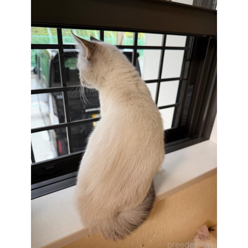 販売中の大阪府のマンチカン-131917の2枚目