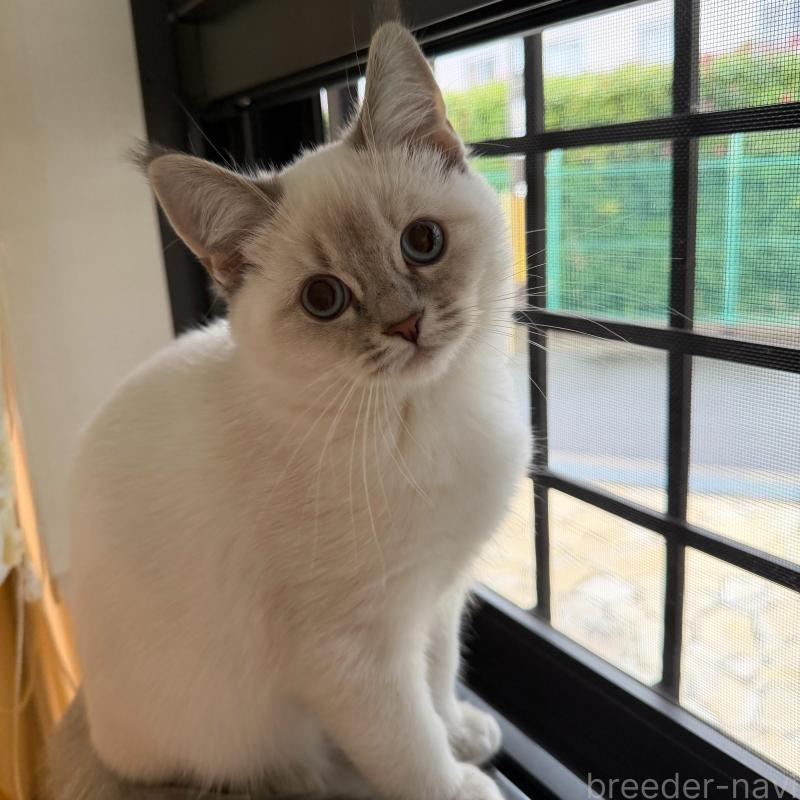 販売中の大阪府のマンチカン-131917の1枚目