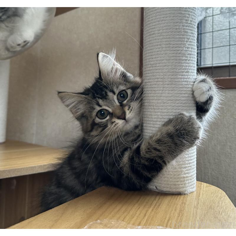 販売中の千葉県のサイベリアン-129491