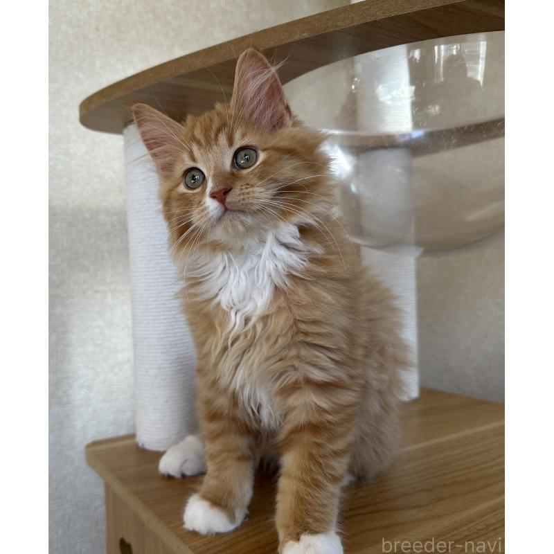 販売中の千葉県のサイベリアン-128659の2枚目