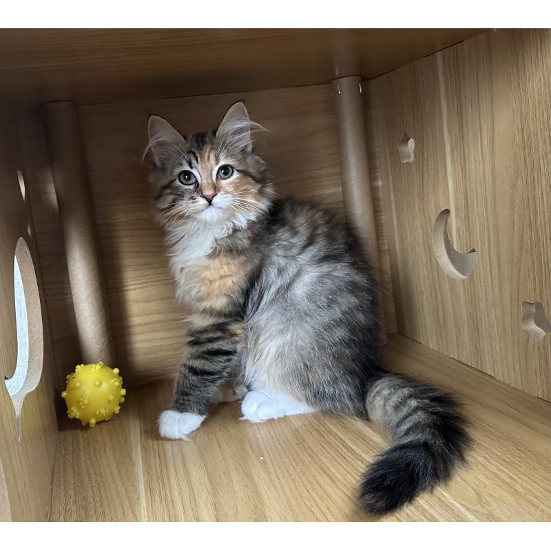 販売中の千葉県のサイベリアン-128660の1枚目