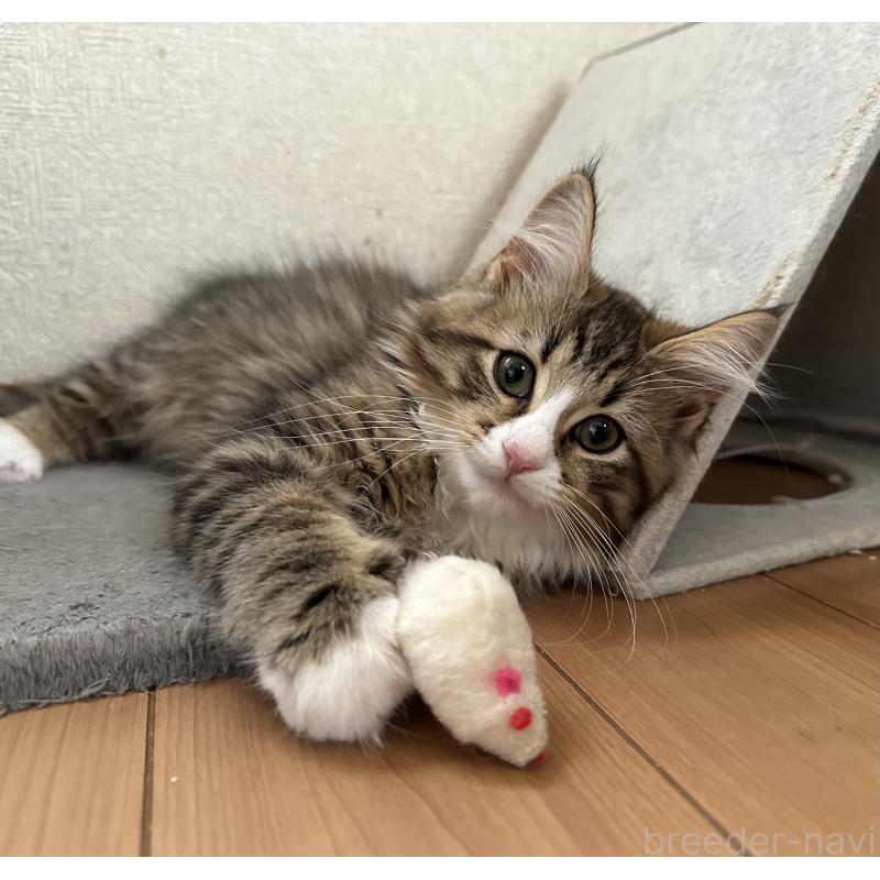 成約済の千葉県のサイベリアン-128662の1枚目