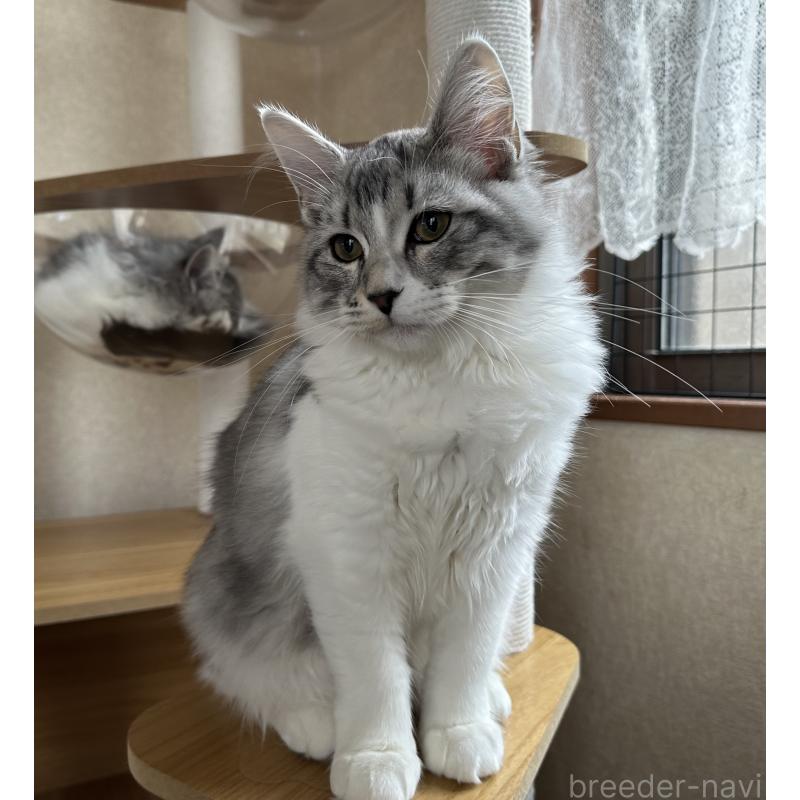 成約済の千葉県のサイベリアン-124832の2枚目