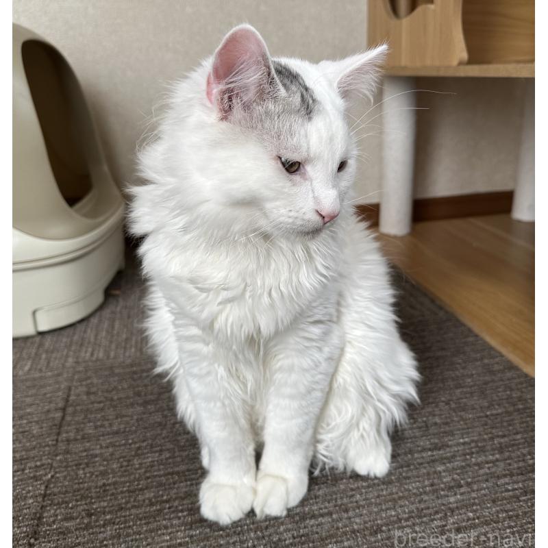 成約済の千葉県のサイベリアン-124834の2枚目