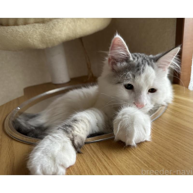 成約済の千葉県のサイベリアン-124836の2枚目