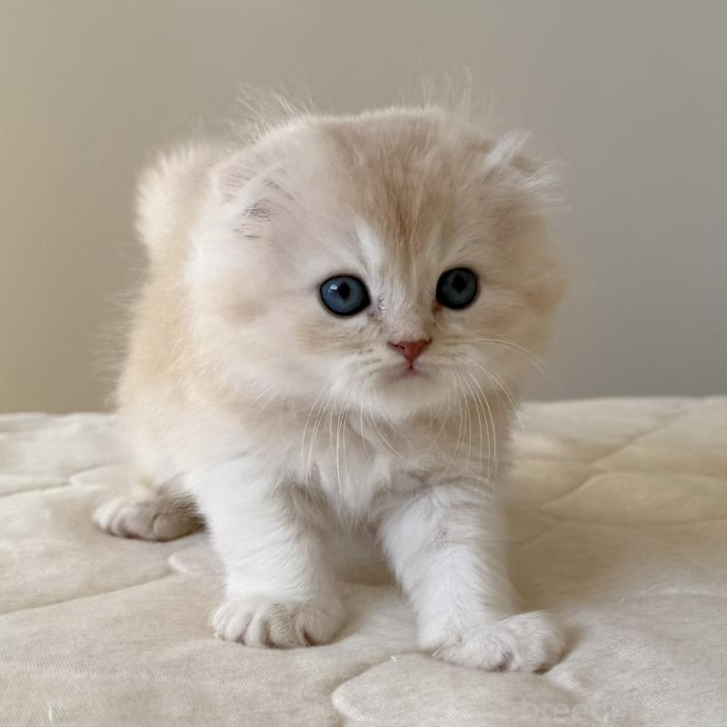 販売中の福岡県のスコティッシュフォールド(折れ耳)-131919