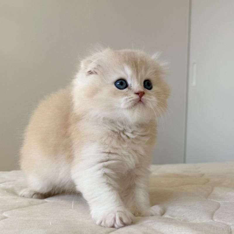 販売中の福岡県のスコティッシュフォールド(折れ耳)-131919の8枚目