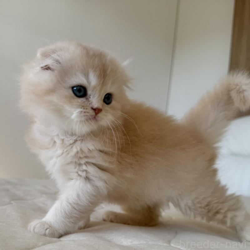 販売中の福岡県のスコティッシュフォールド(折れ耳)-131919の7枚目