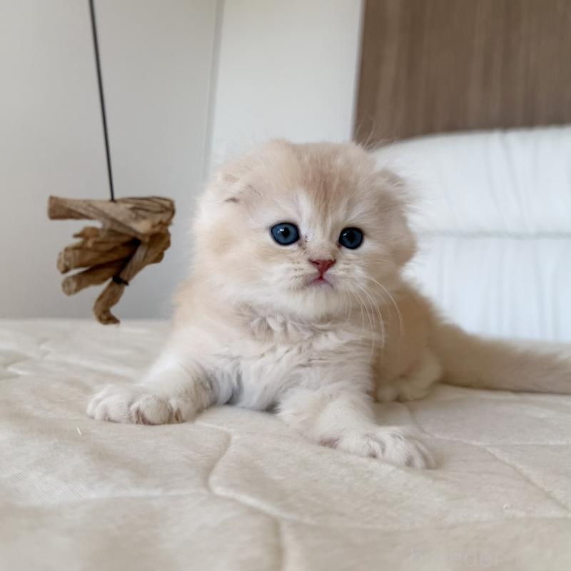 販売中の福岡県のスコティッシュフォールド(折れ耳)-131919の6枚目