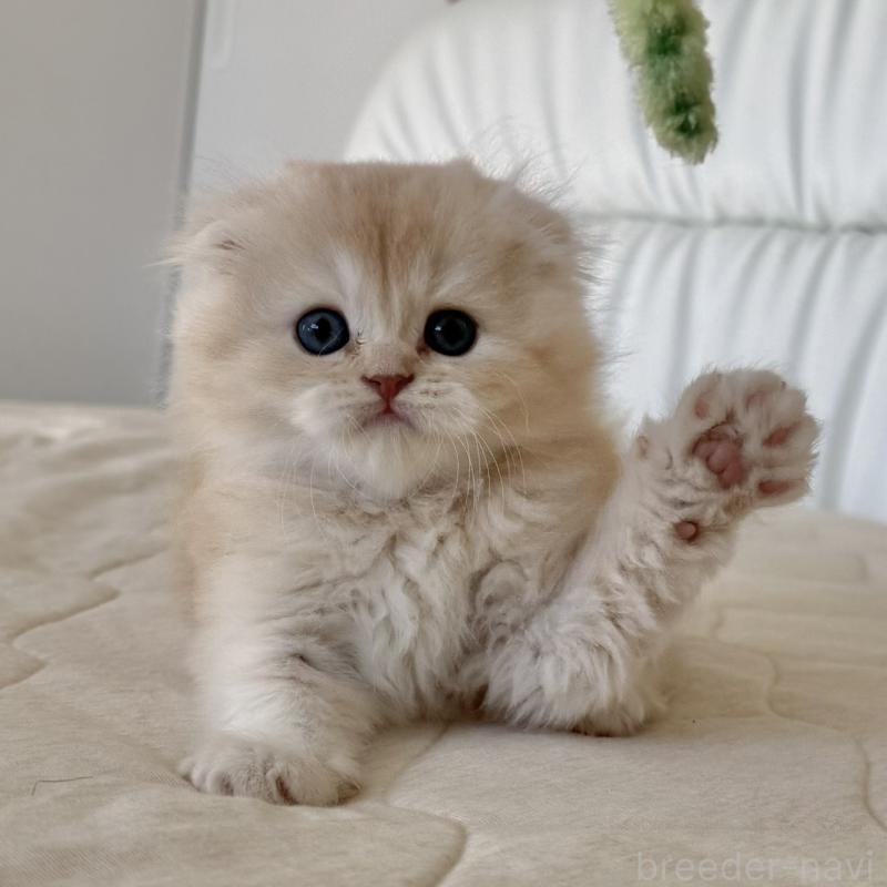 販売中の福岡県のスコティッシュフォールド(折れ耳)-131919の3枚目