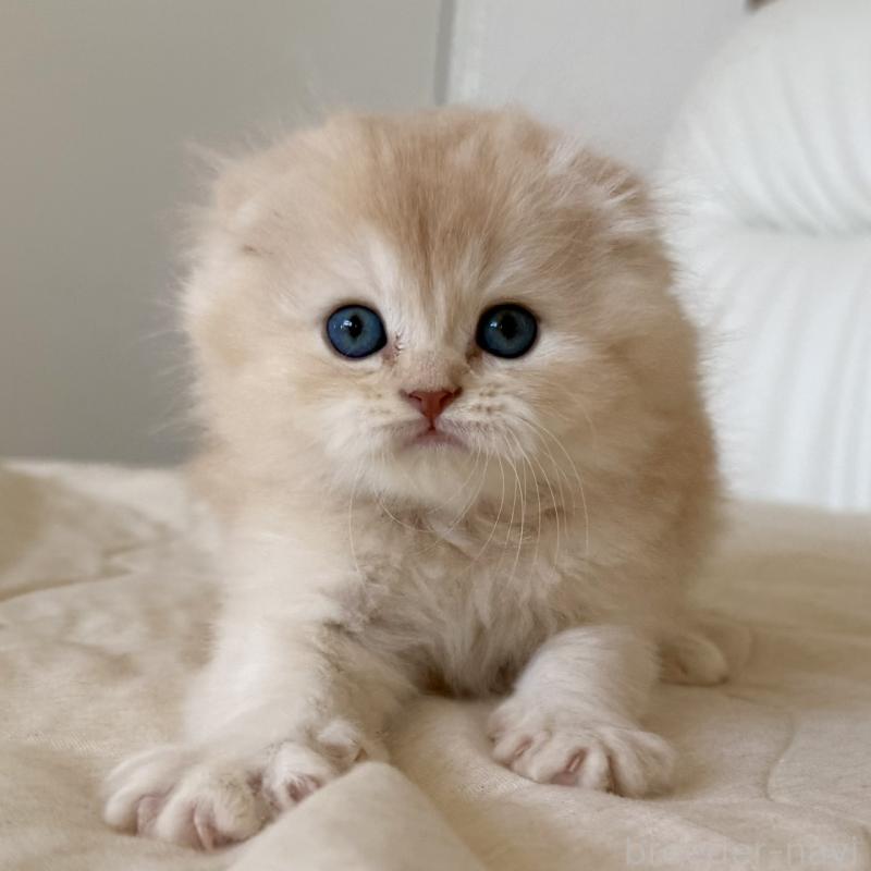 販売中の福岡県のスコティッシュフォールド(折れ耳)-131919の2枚目