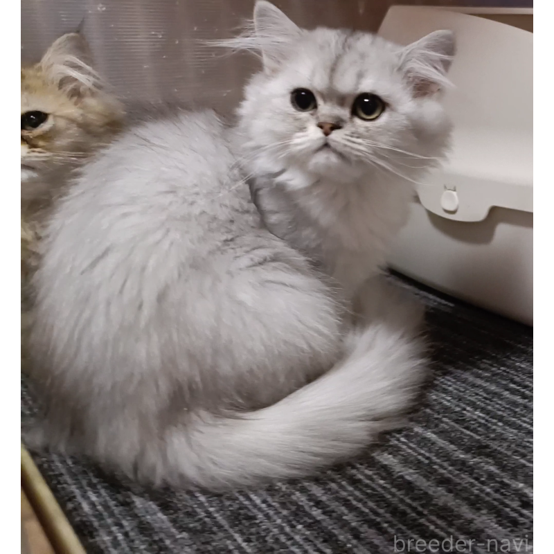 販売中の奈良県のペルシャ-131923の6枚目