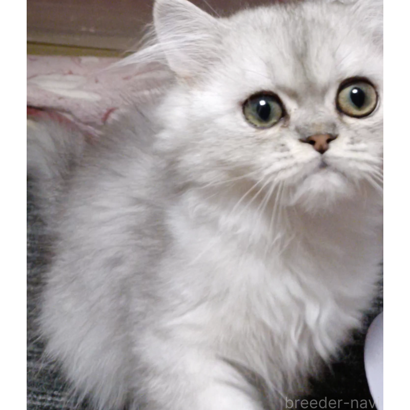 販売中の奈良県のペルシャ-131923の5枚目