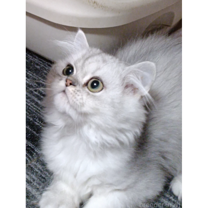 販売中の奈良県のペルシャ-131923の4枚目