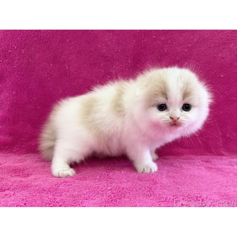 販売中の愛知県のスコティッシュフォールド(折れ耳)-131434