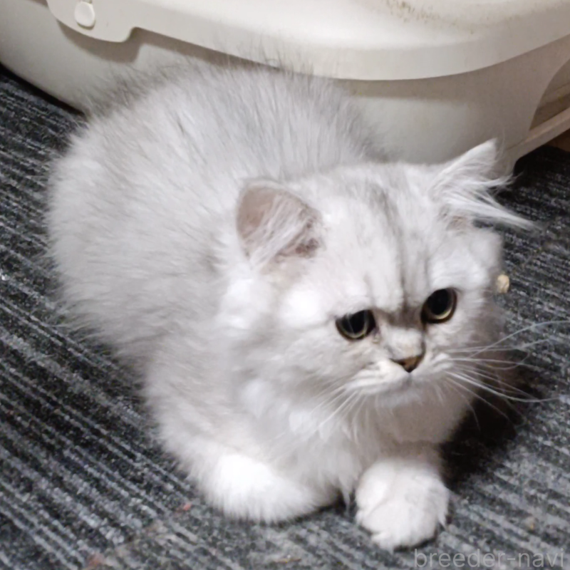 販売中の奈良県のペルシャ-131923の3枚目