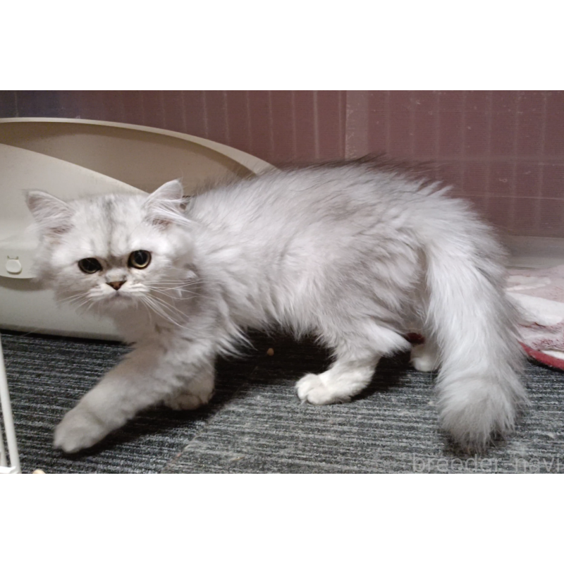 販売中の奈良県のペルシャ-131923の2枚目