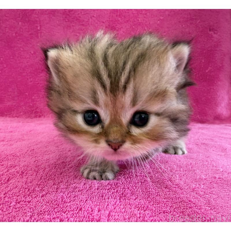 販売中の愛知県のミヌエット-131920の4枚目