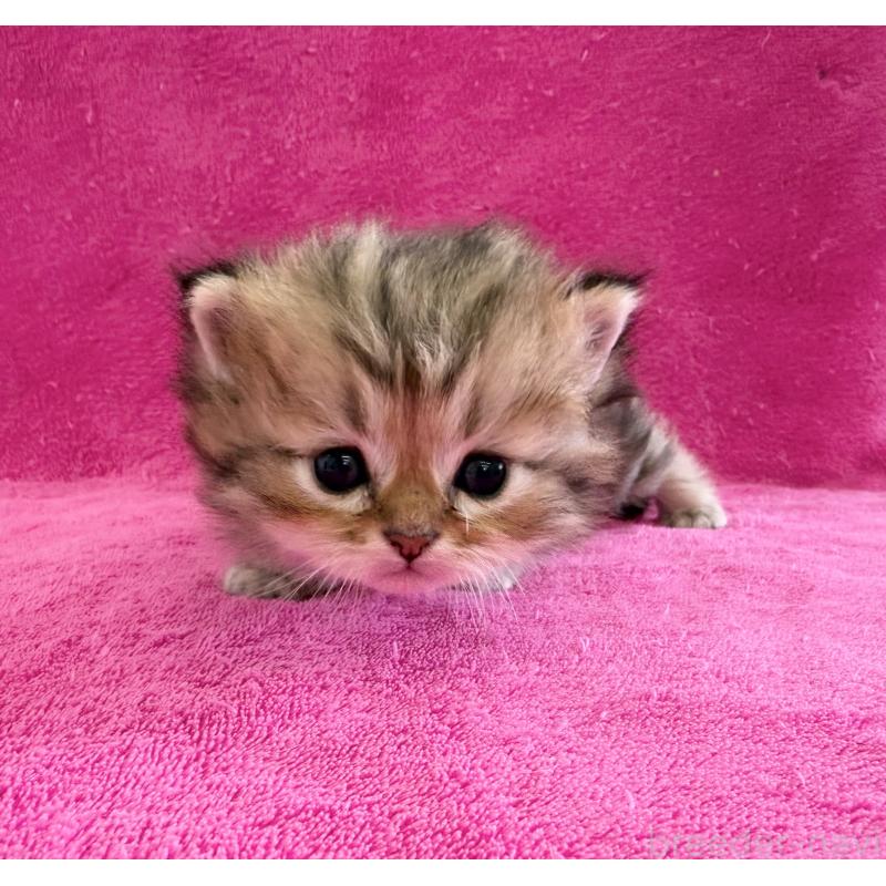 販売中の愛知県のミヌエット-131920の3枚目