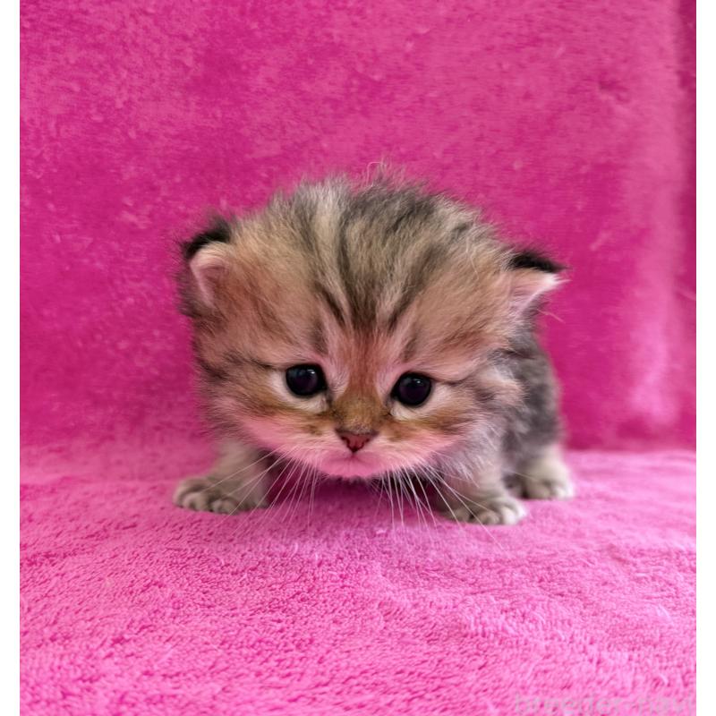 販売中の愛知県のミヌエット-131920の2枚目