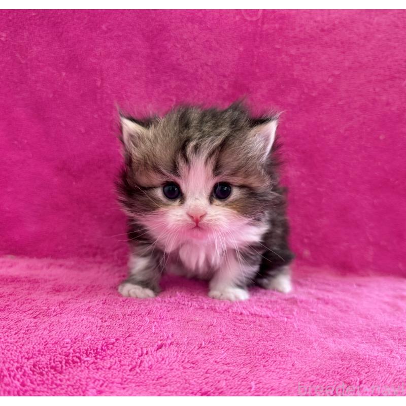 販売中の愛知県のミヌエット-131922の4枚目