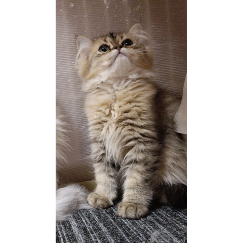 販売中の奈良県のペルシャ-131924の5枚目