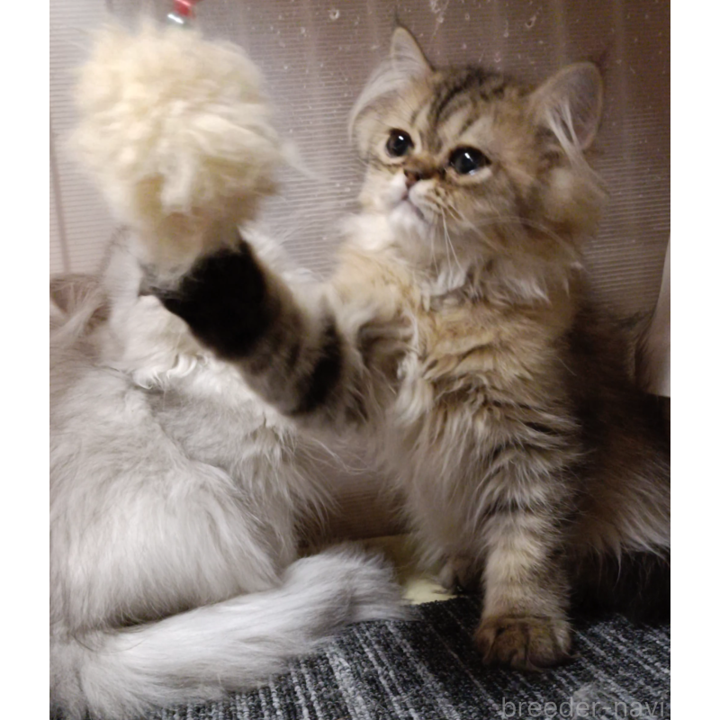 販売中の奈良県のペルシャ-131924の3枚目