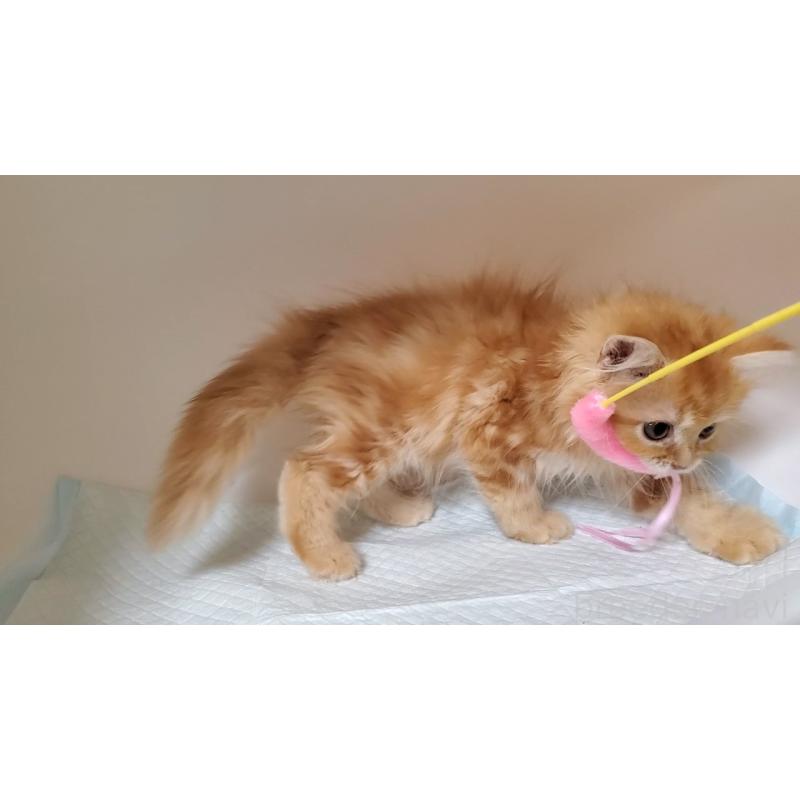 販売中の大阪府のマンチカン-131925の8枚目