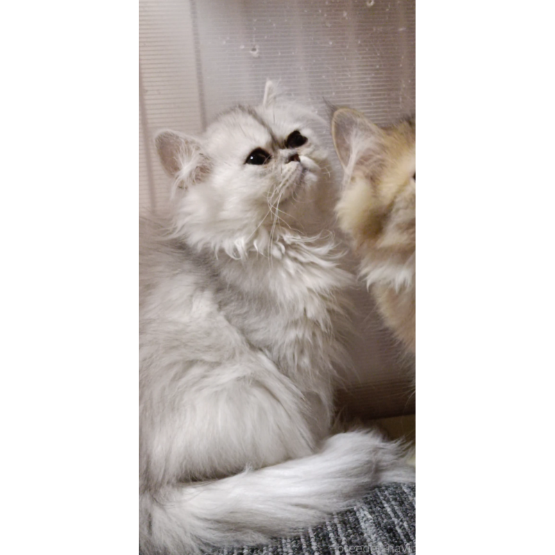 販売中の奈良県のペルシャ-131926の6枚目