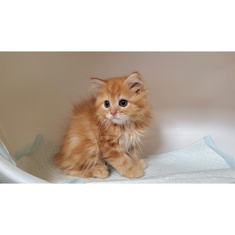 販売中の大阪府のマンチカン-131925の7枚目